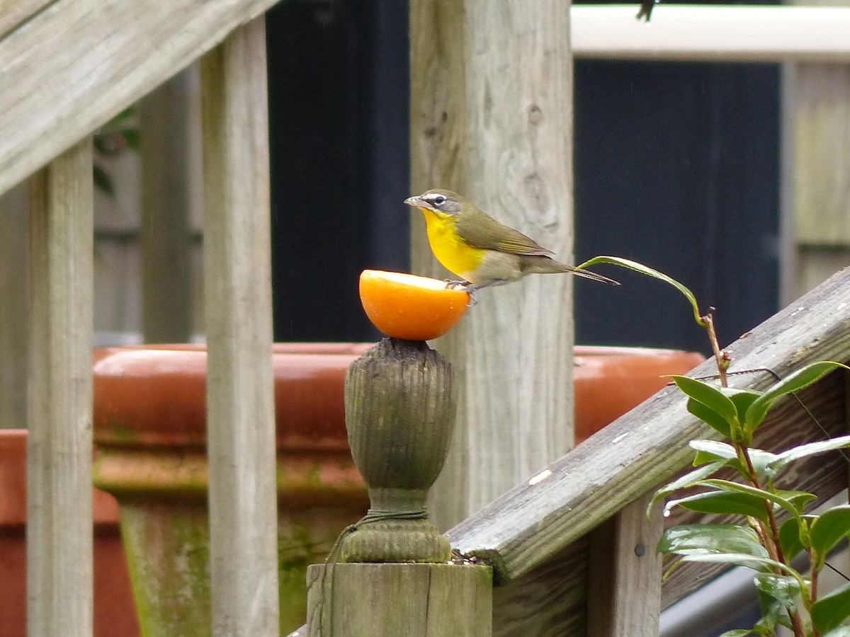 Yellow-breasted Chat - ML129994641