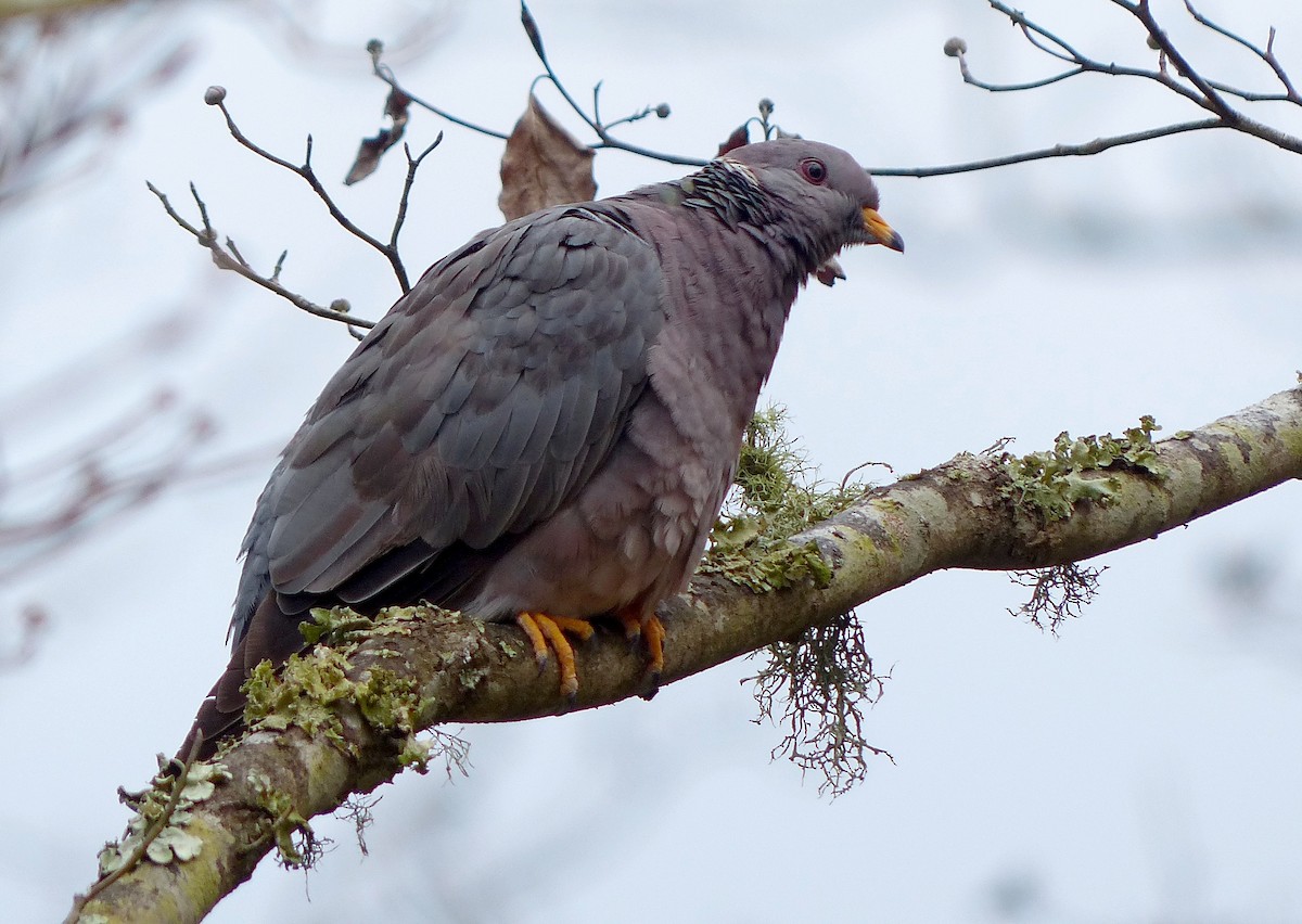Band-tailed Pigeon - ML129994661