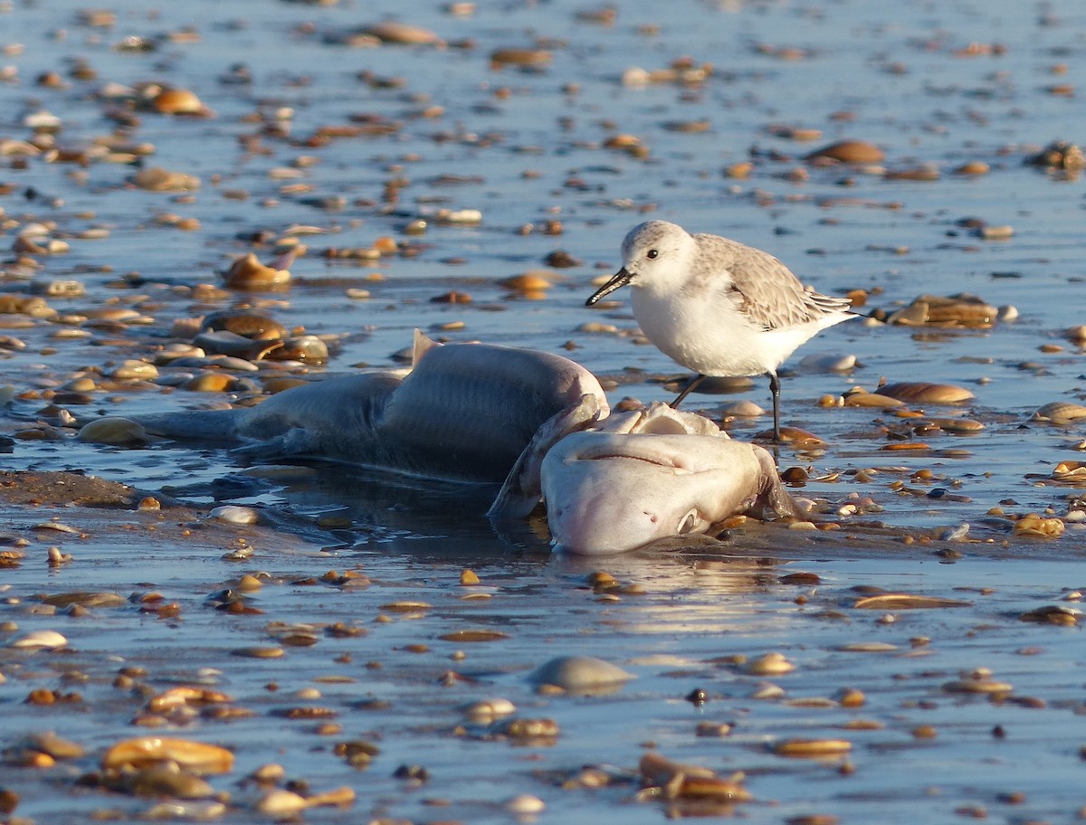 Sanderling - ML129994931