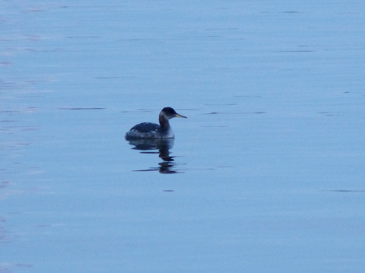 Red-necked Grebe - ML129995231