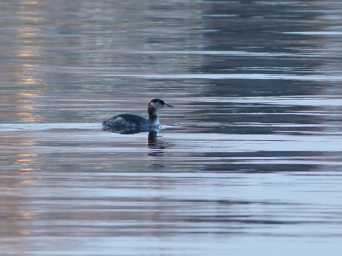 Red-necked Grebe - ML129995251