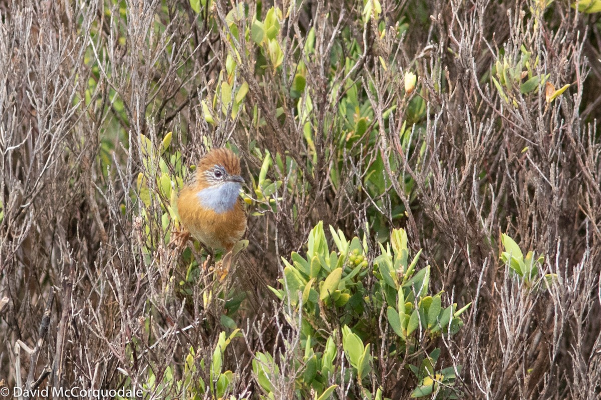Southern Emuwren - ML129995391