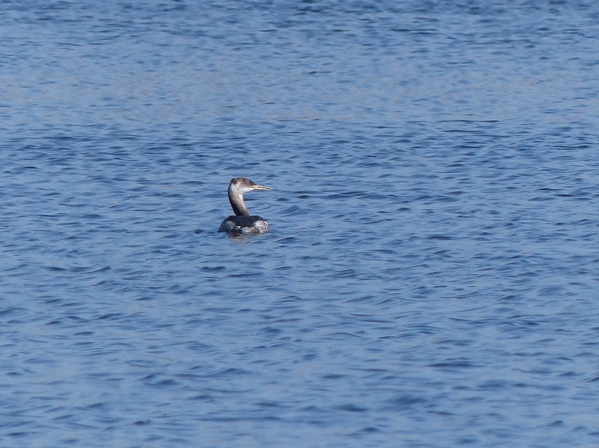 Red-necked Grebe - ML129995611
