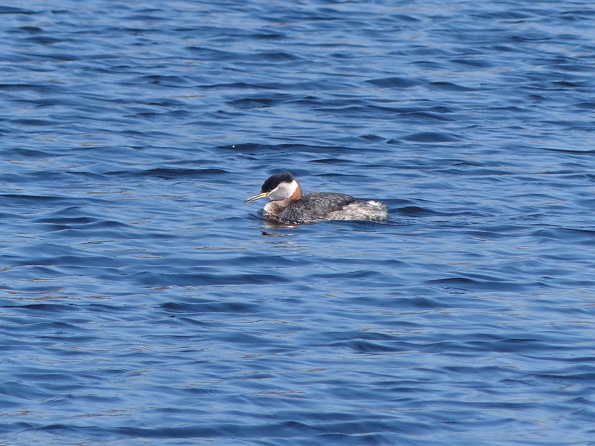 Red-necked Grebe - ML129995621