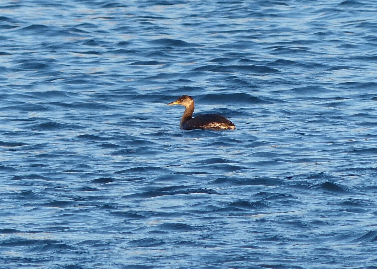 Red-necked Grebe - ML129995821