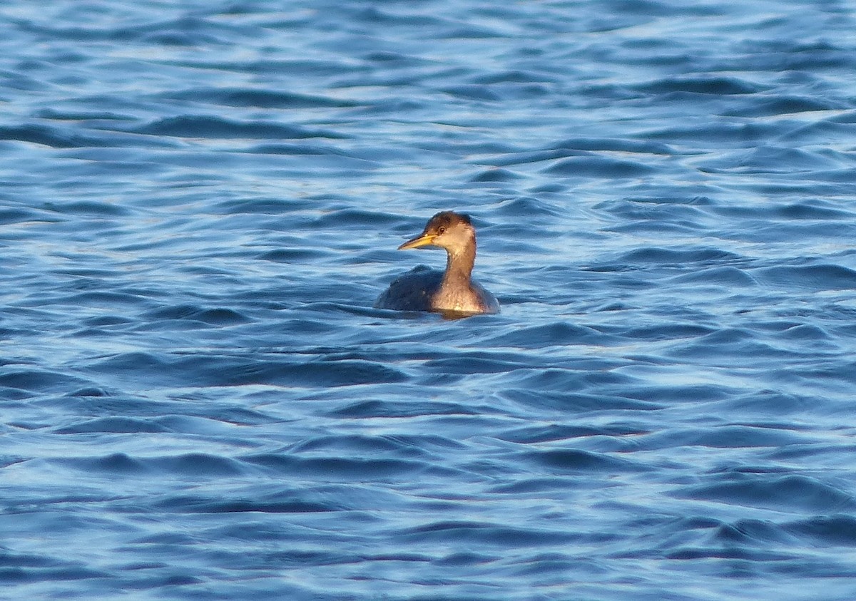 Red-necked Grebe - ML129995831