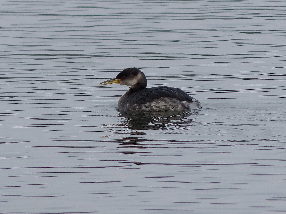 Red-necked Grebe - ML129995861