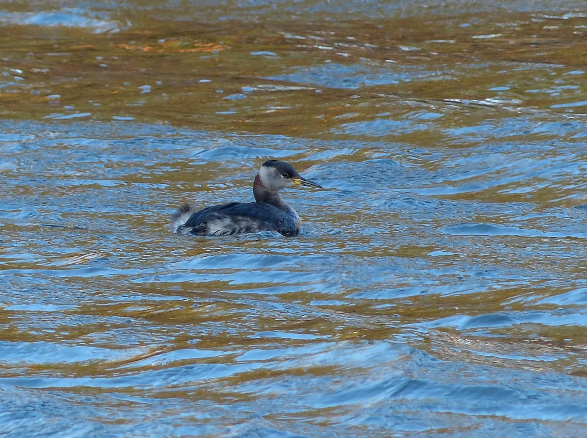 Red-necked Grebe - ML129995881