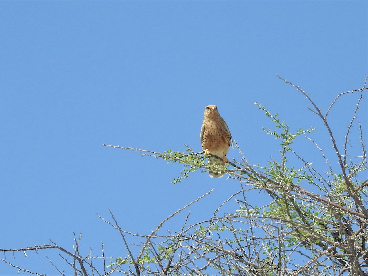 Greater Kestrel - ML129995941