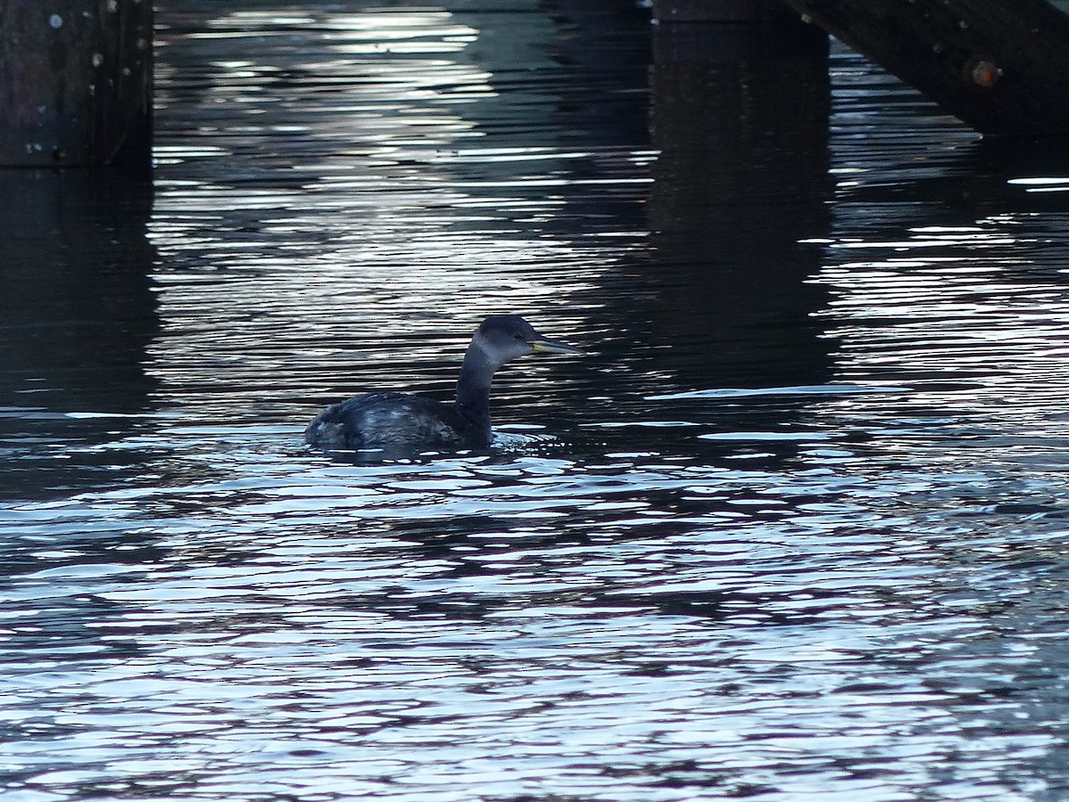 Red-necked Grebe - ML129996051