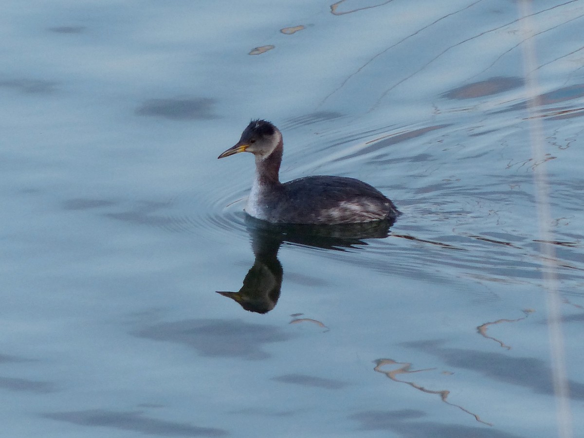 Red-necked Grebe - ML129996071