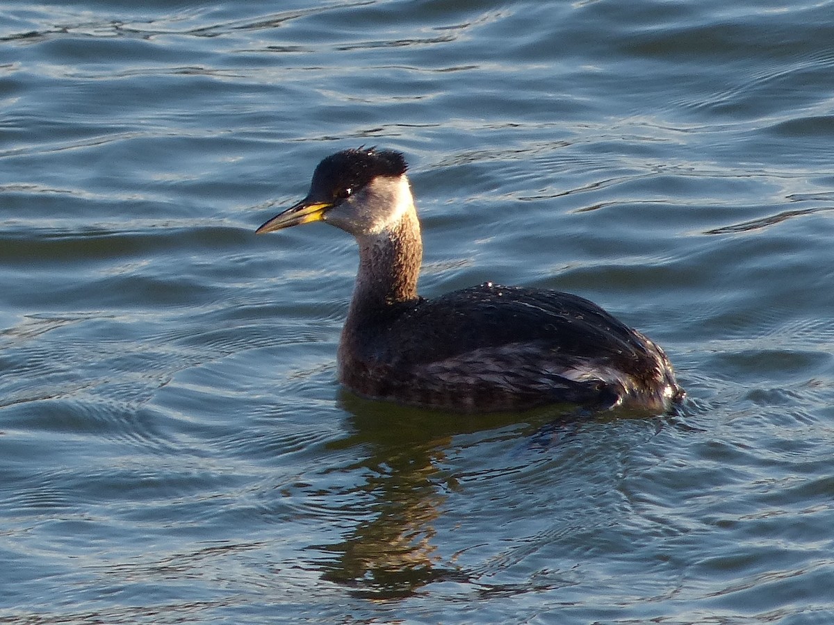 Red-necked Grebe - ML129996241