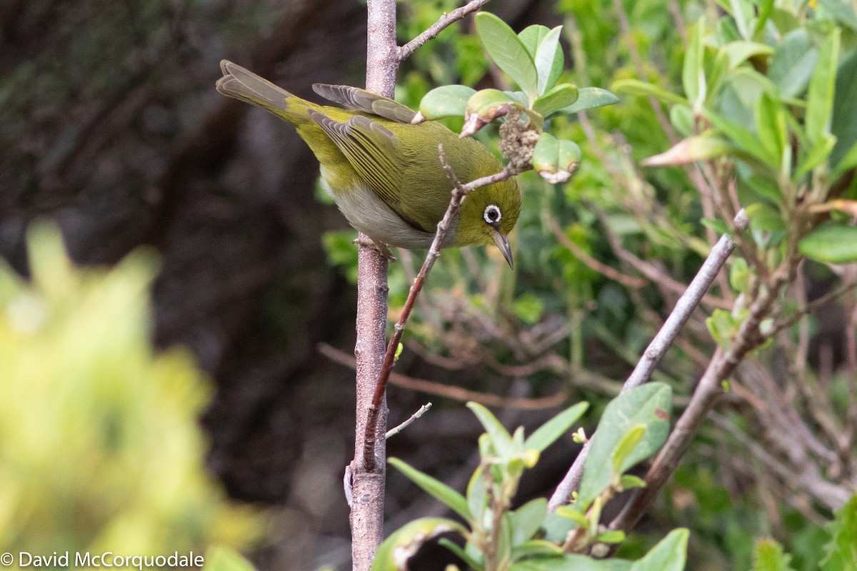 Silvereye - ML129997481