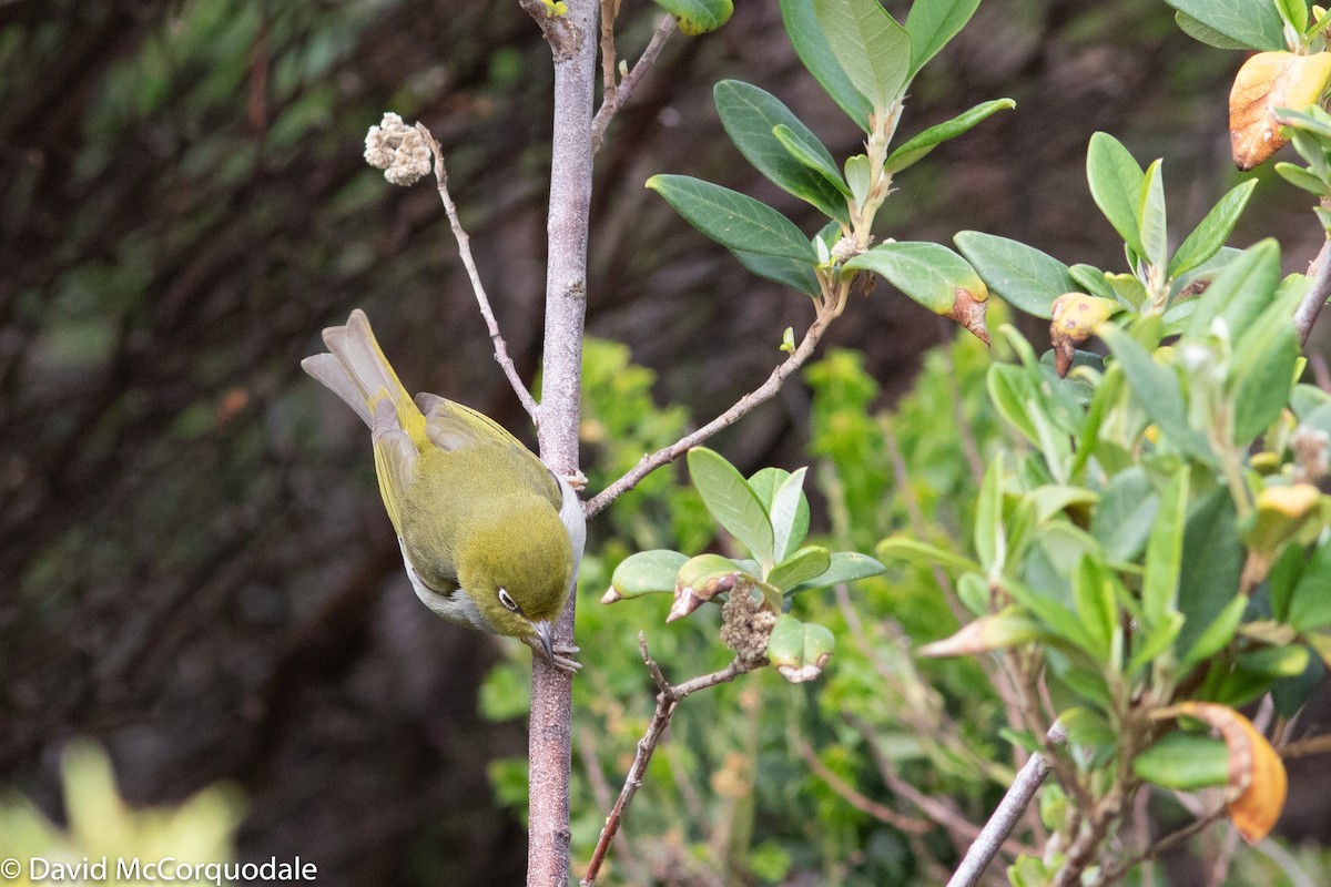 Silvereye - ML129997521