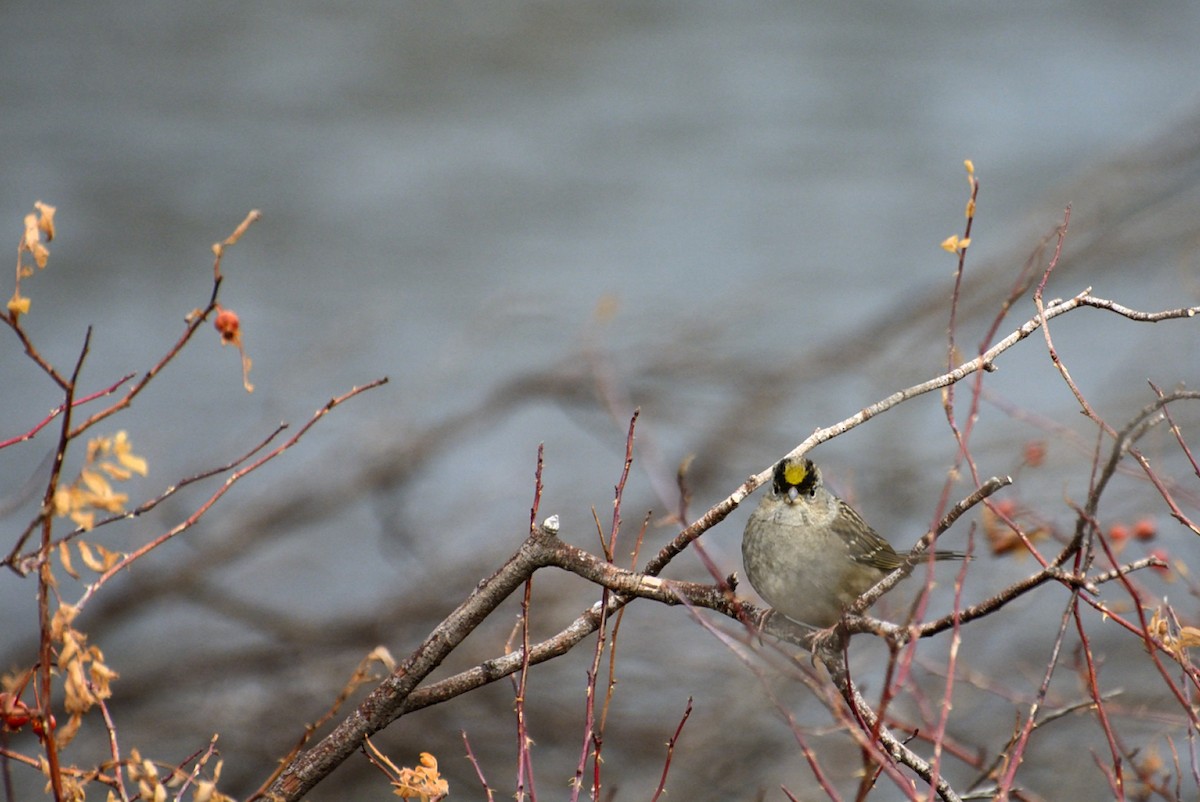 Golden-crowned Sparrow - James Moodie