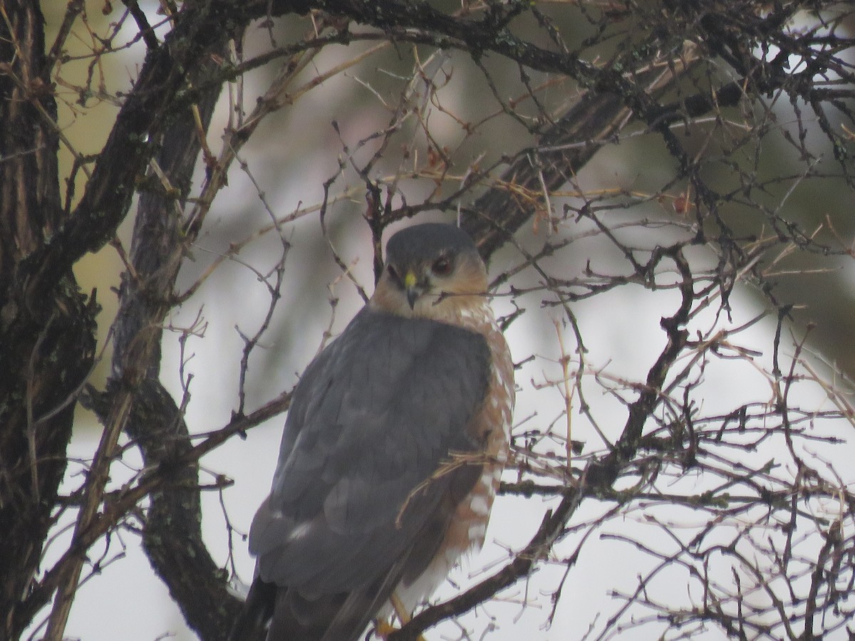 Sharp-shinned Hawk - Wendy Roberts