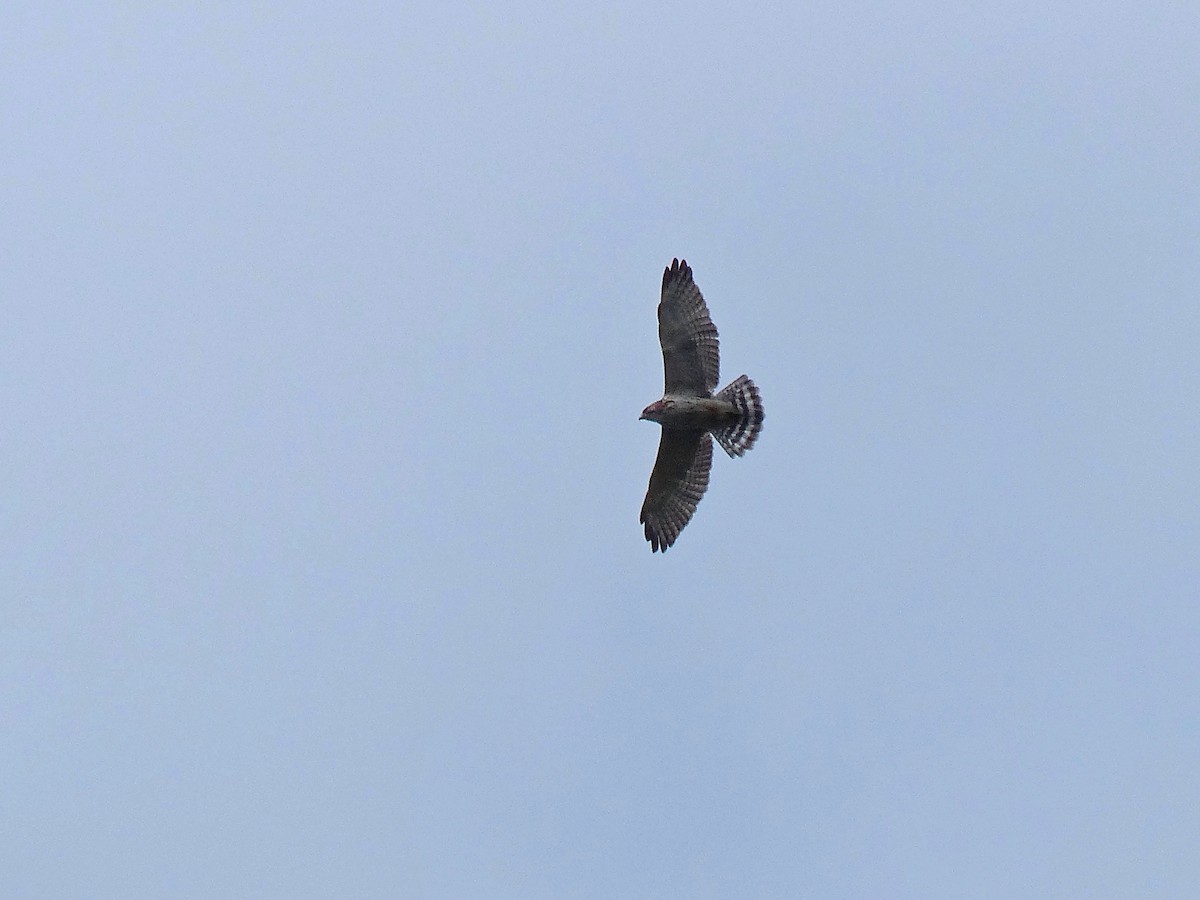 Broad-winged Hawk - ML129999071