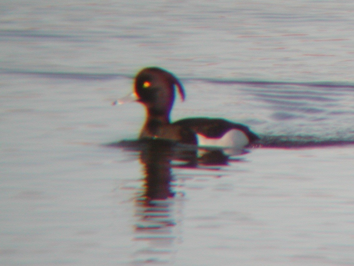 Tufted Duck - ML130000771