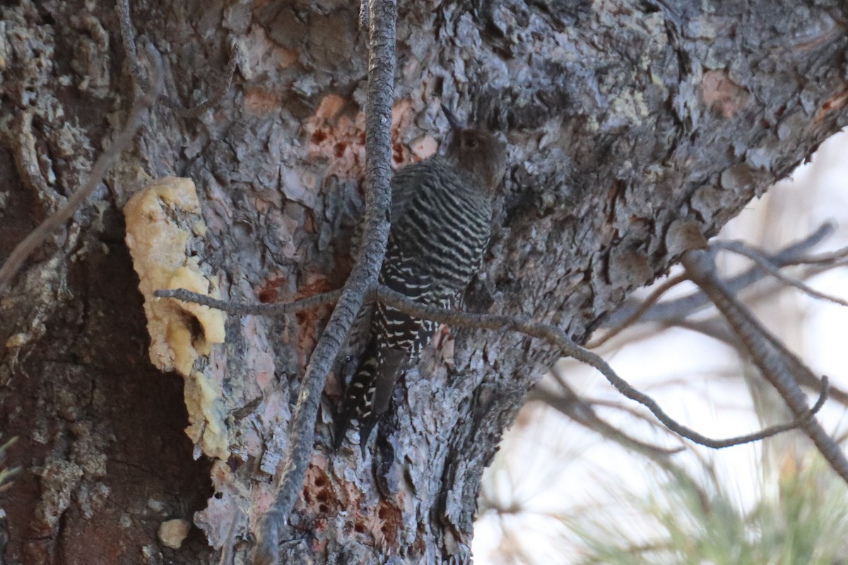 Williamson's Sapsucker - Kathy Mihm Dunning