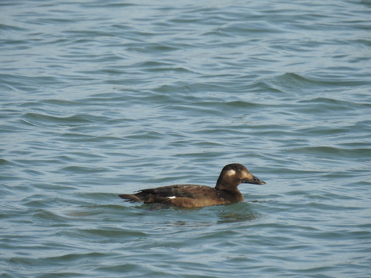 White-winged Scoter - ML130001831