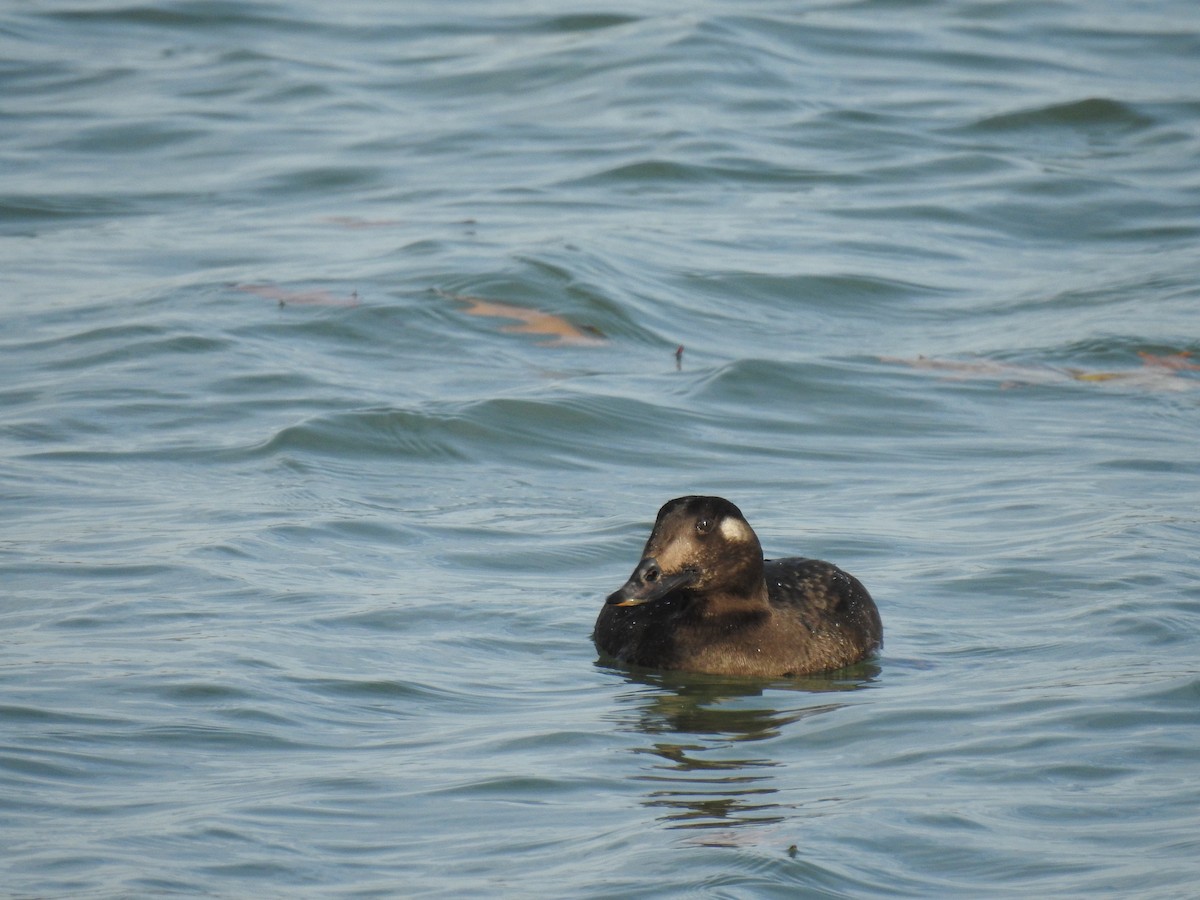 White-winged Scoter - ML130001841