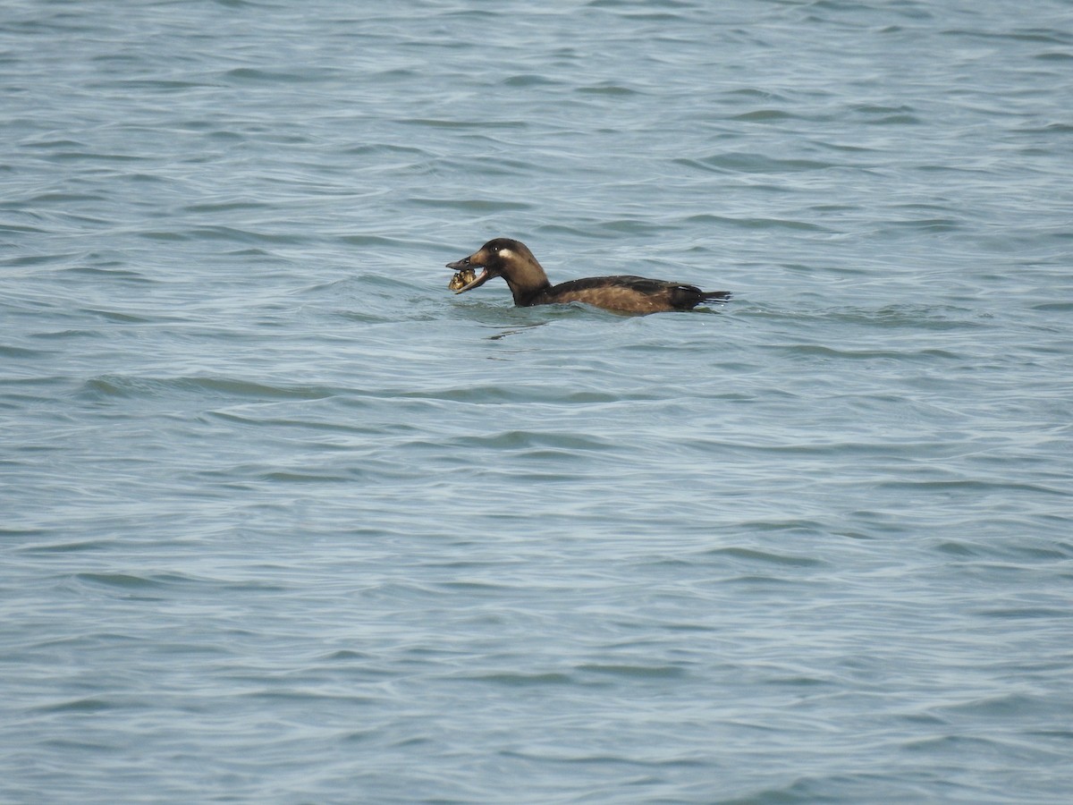 White-winged Scoter - ML130001861