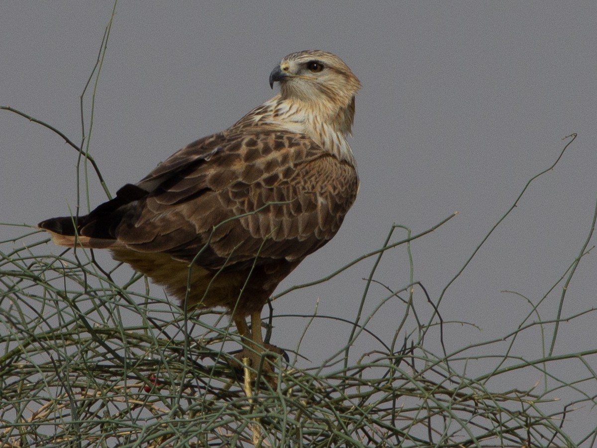 Long-legged Buzzard - Shekar Vishvanath