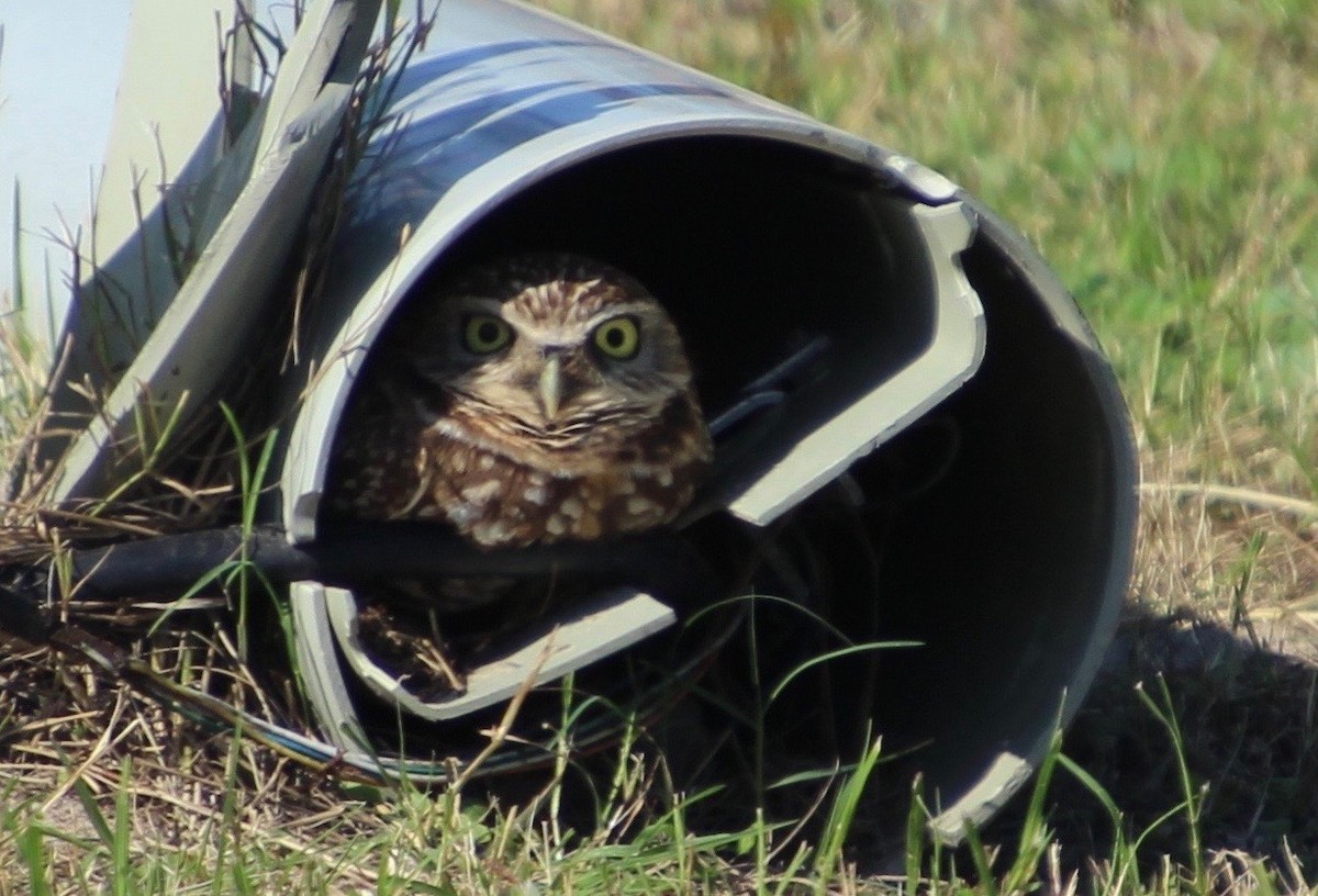 Burrowing Owl - ML130003841