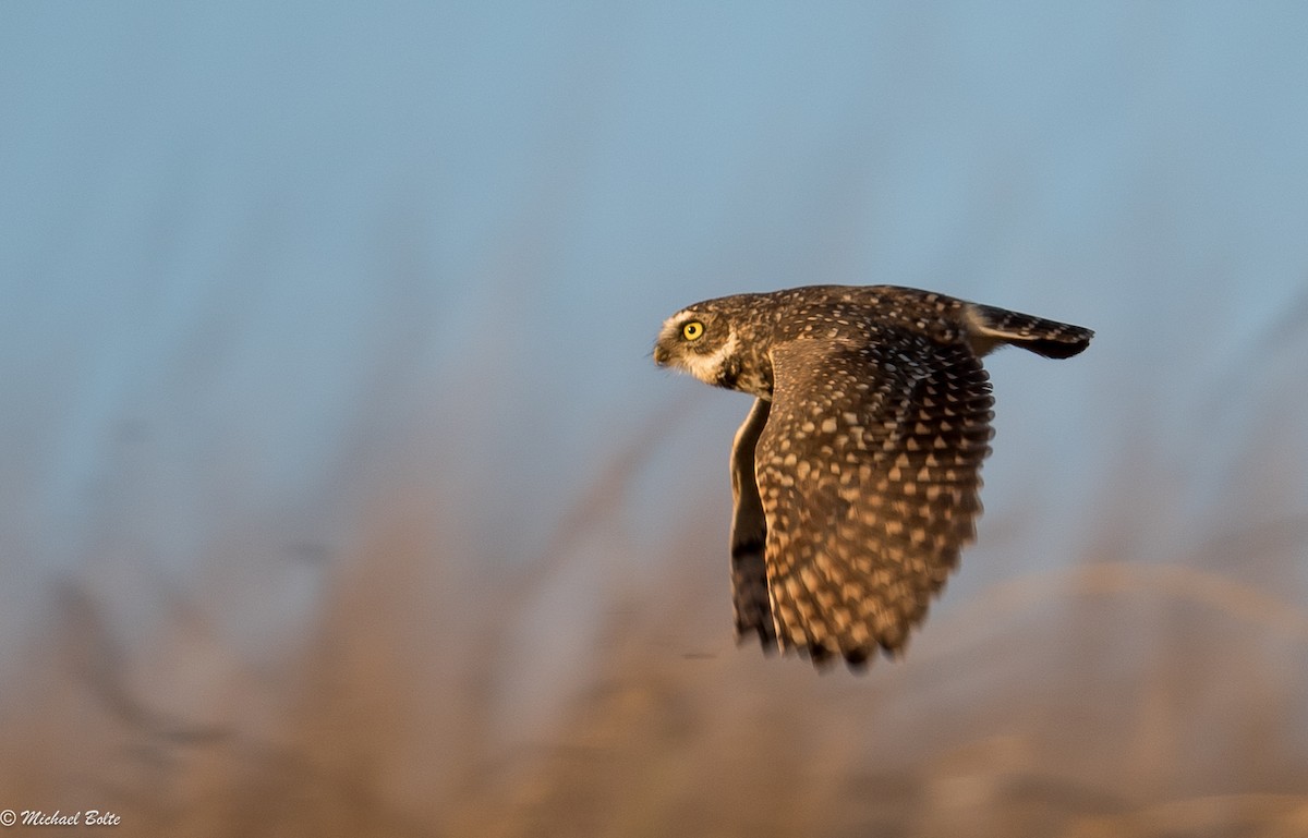 Burrowing Owl - ML130004971