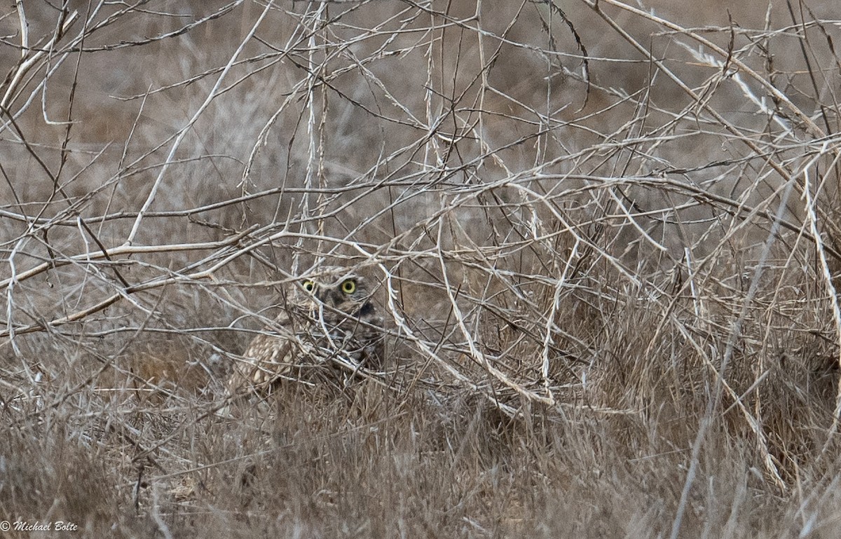 Burrowing Owl - ML130004991