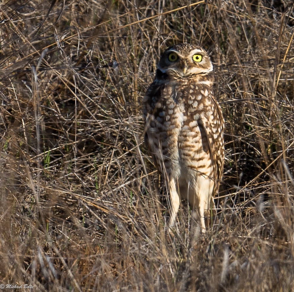 Burrowing Owl - ML130005041