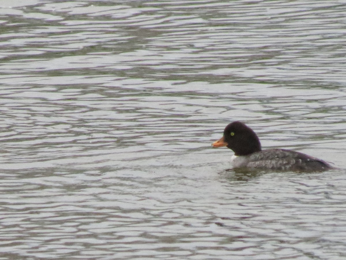 Barrow's Goldeneye - ML130006331