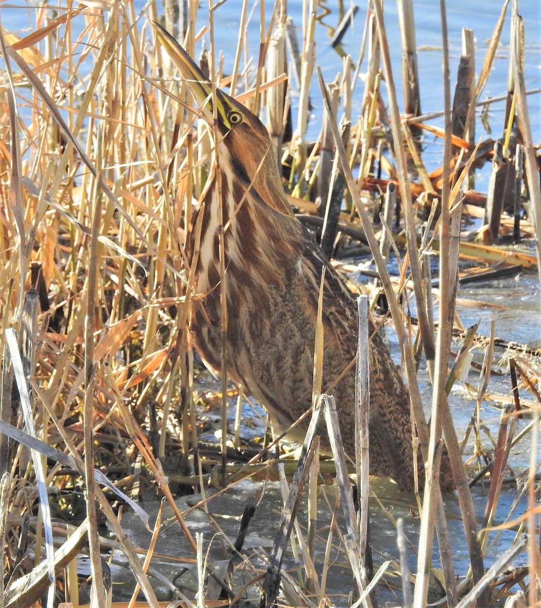 American Bittern - ML130007371