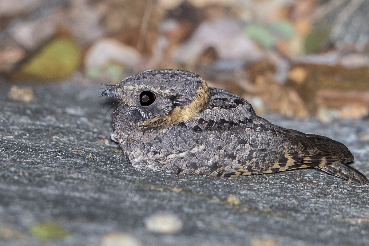 Buff-collared Nightjar - Bradley Hacker 🦜