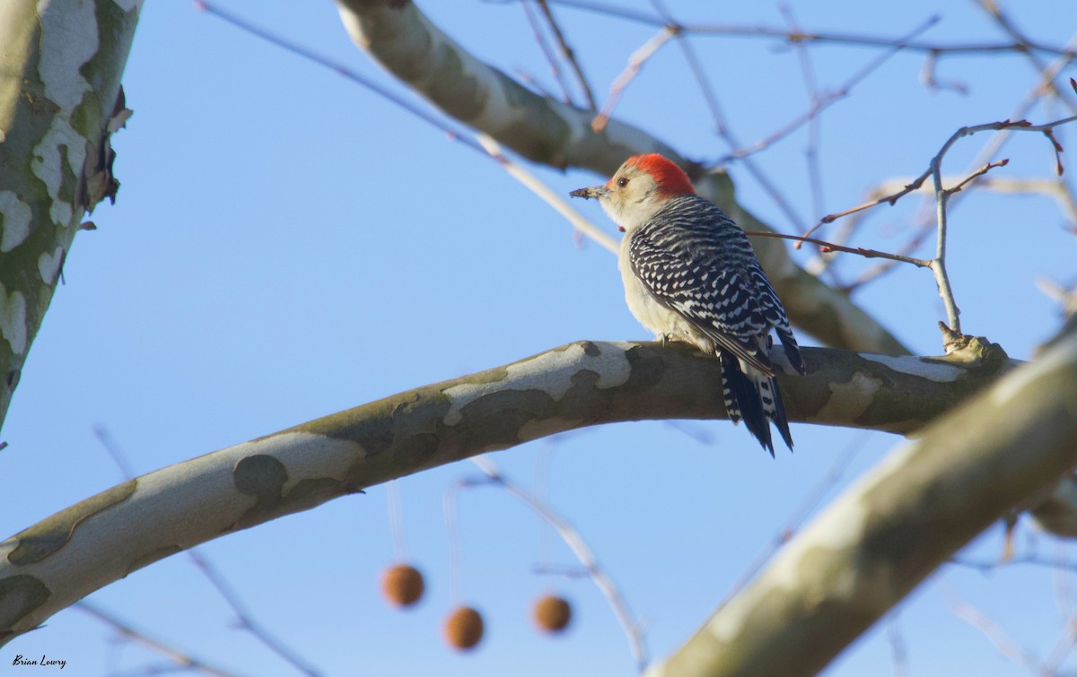 Red-bellied Woodpecker - Brian Lowry