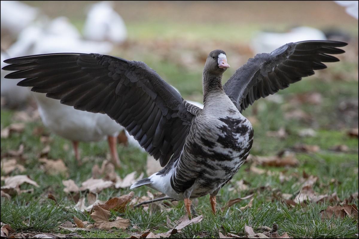 Greater White-fronted Goose - Judi Hwa