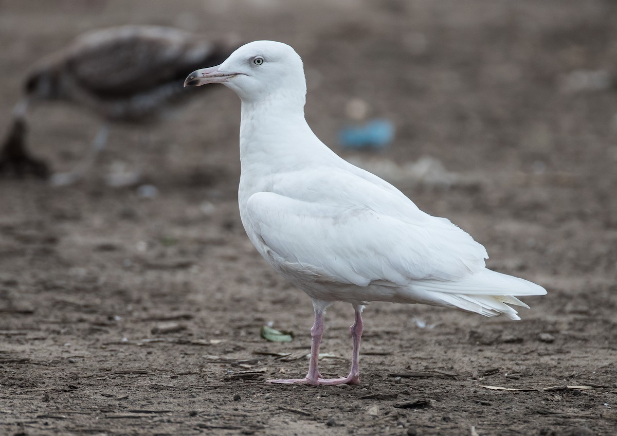 Glaucous Gull - Blake Matheson