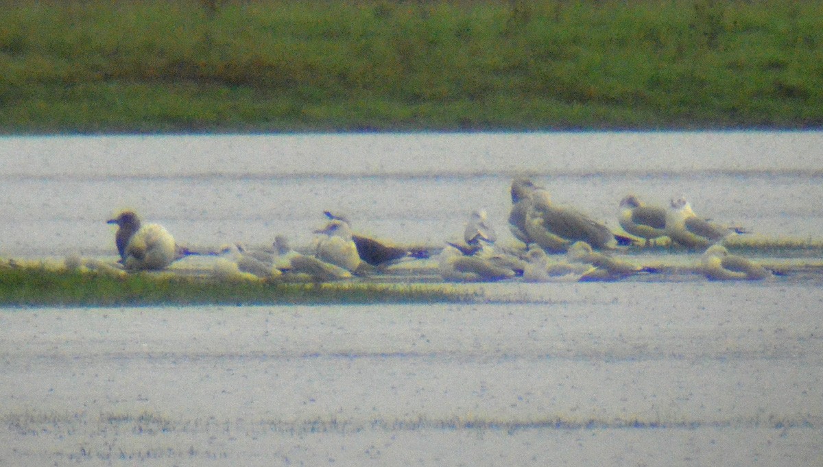 Lesser Black-backed Gull - ML130016871