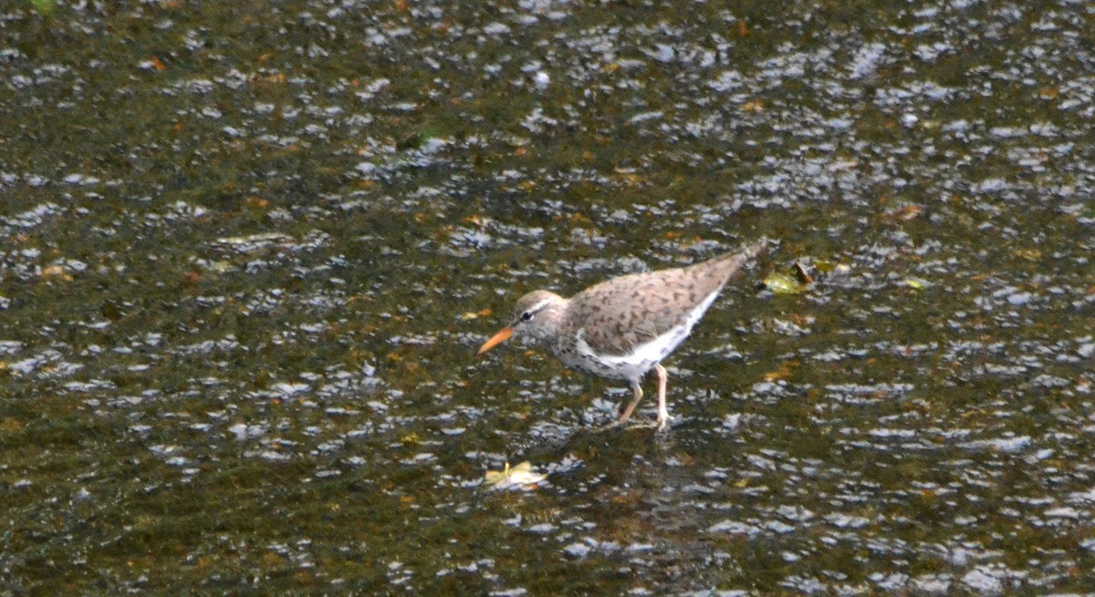 Spotted Sandpiper - ML130019971