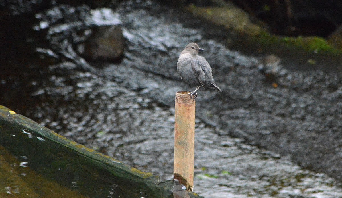 American Dipper - ML130019991