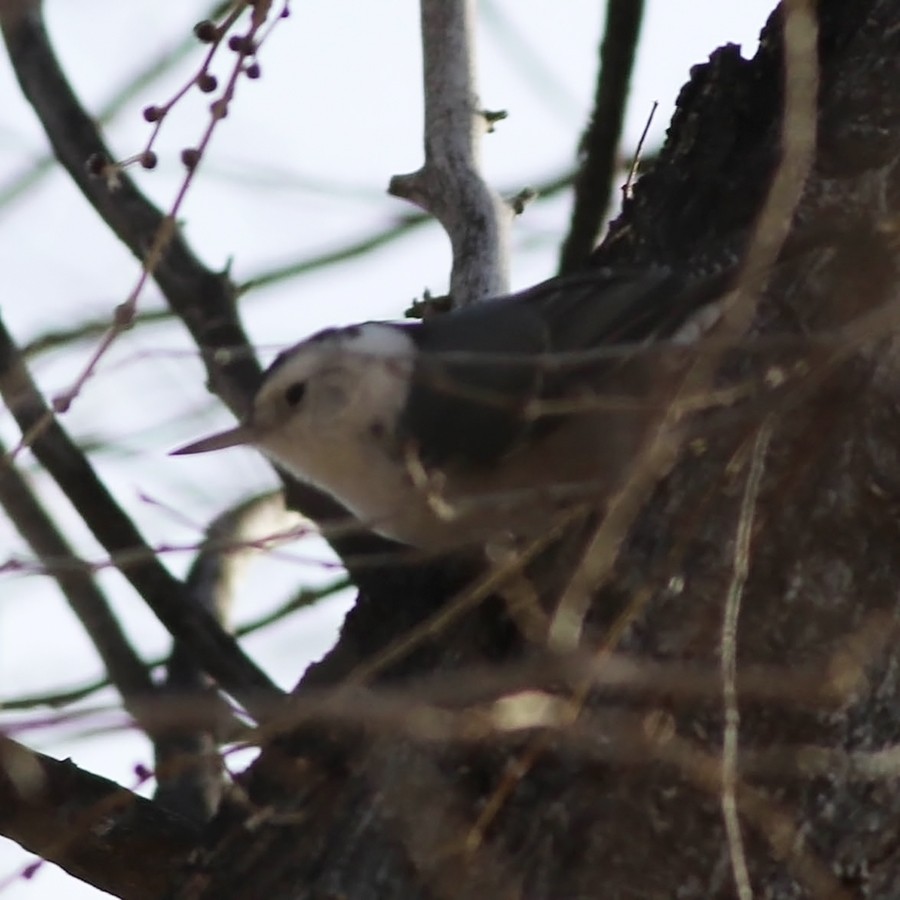 White-breasted Nuthatch (Interior West) - ML130022421