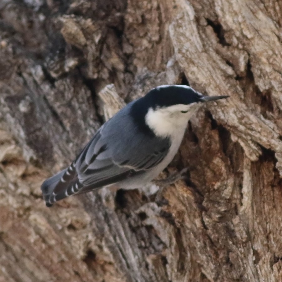 White-breasted Nuthatch (Interior West) - ML130022431