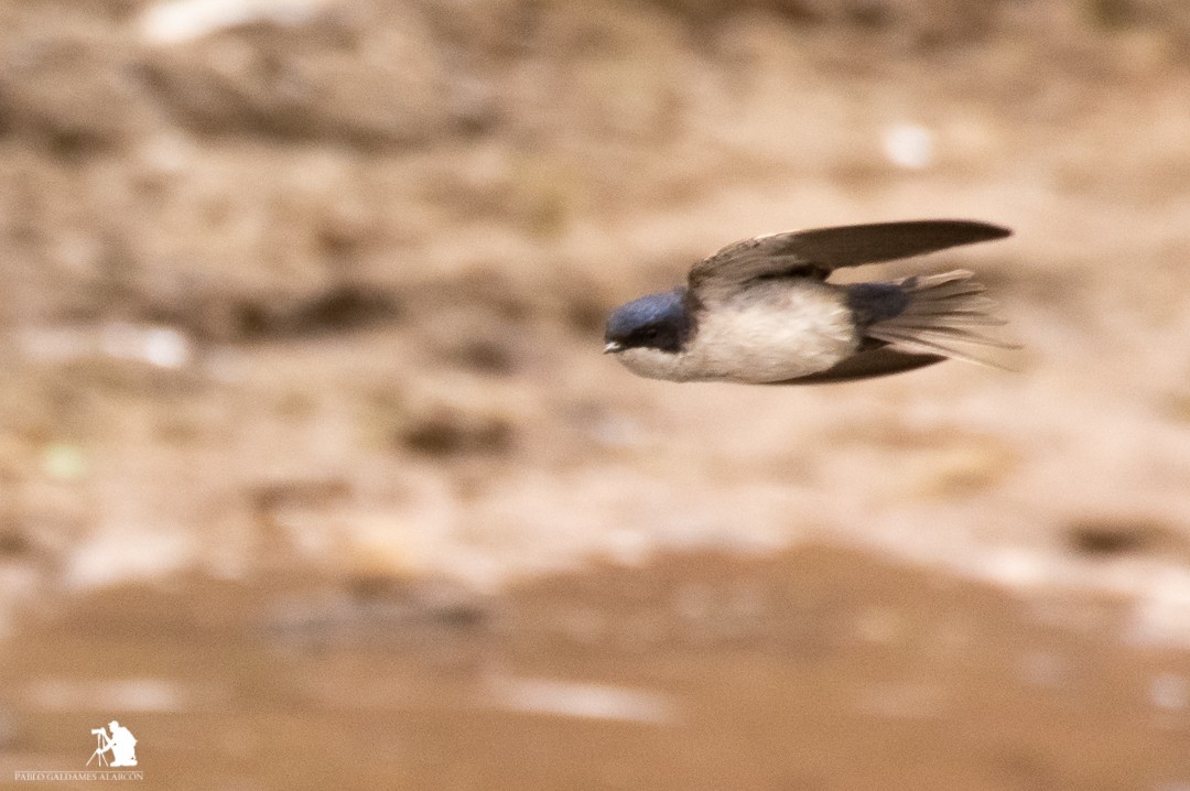 Blue-and-white Swallow - ML130023021