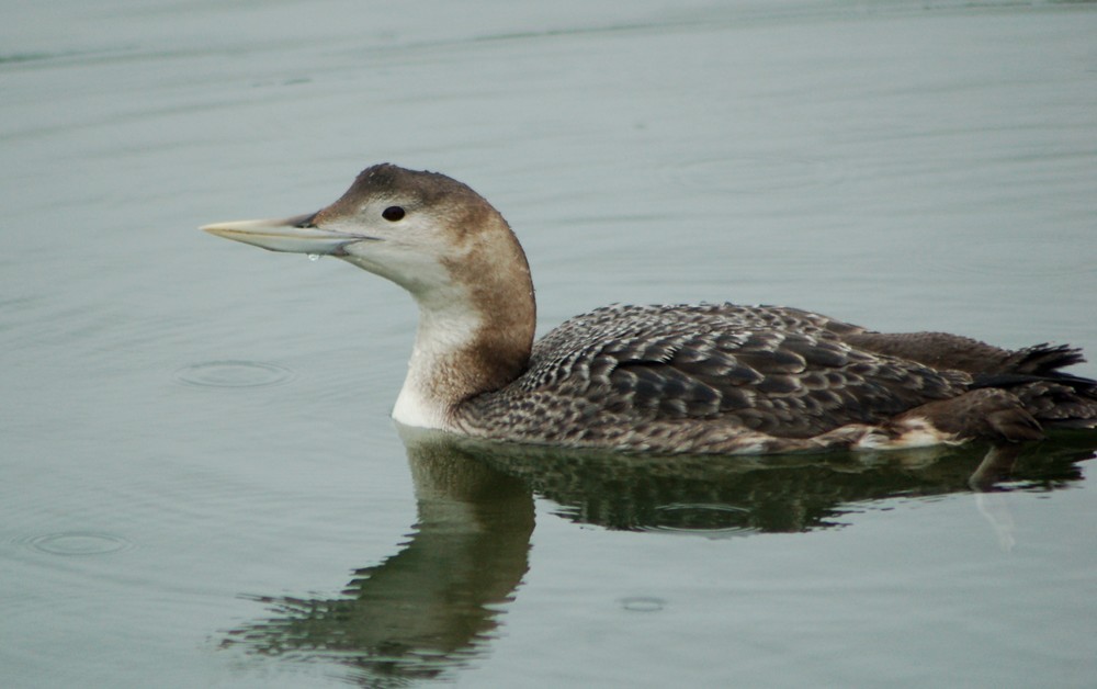 ML130023871 - Yellow-billed Loon - Macaulay Library