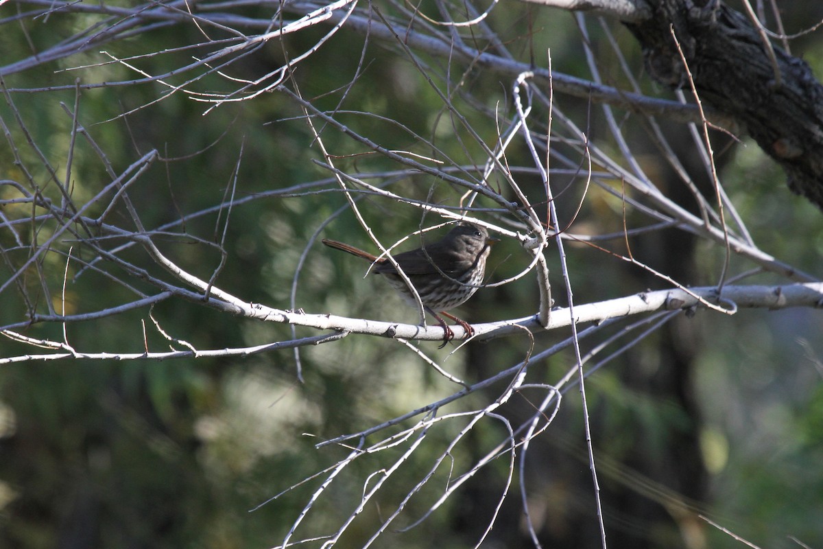 Fox Sparrow (Slate-colored) - ML130024391