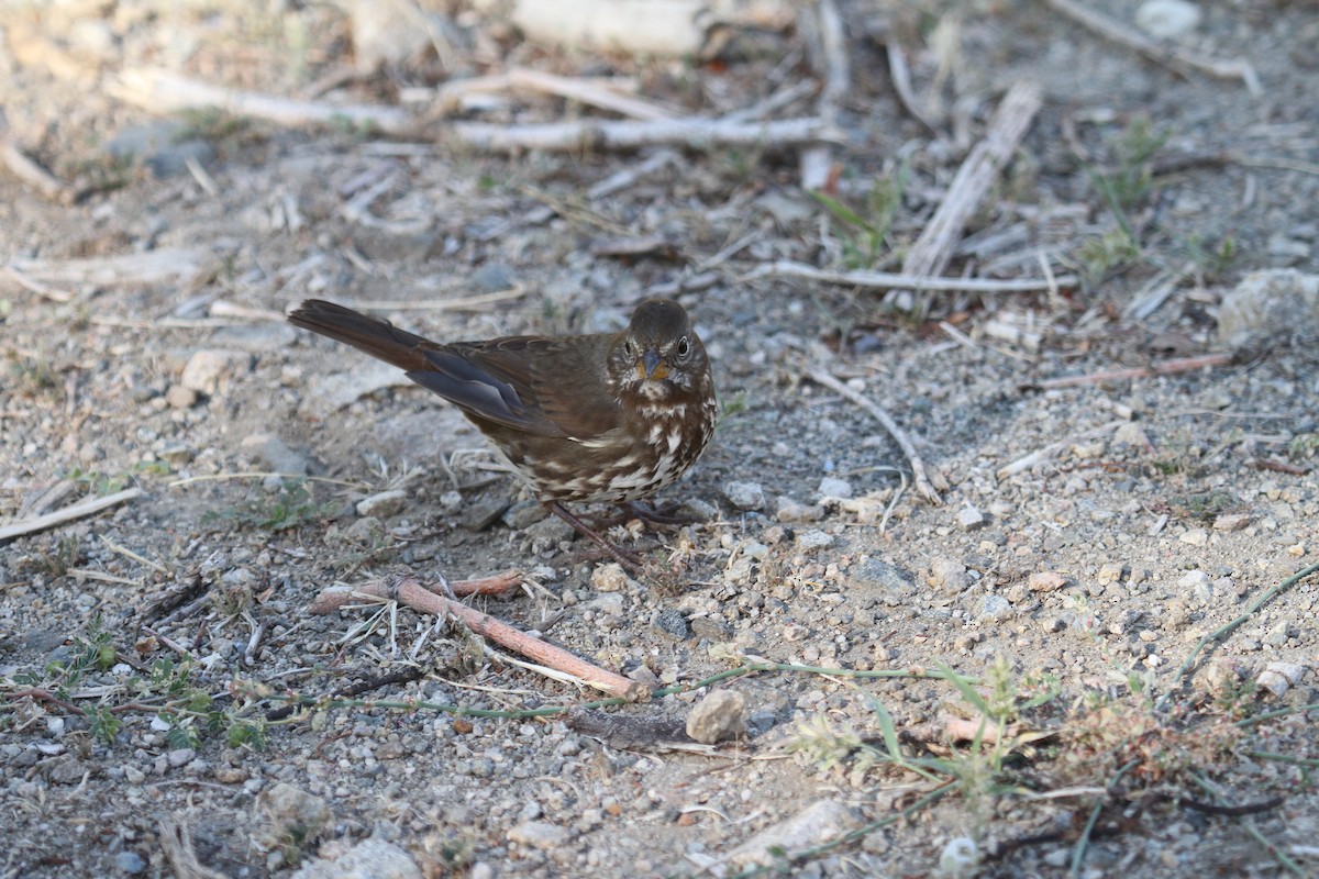 Fox Sparrow (Sooty) - ML130024441