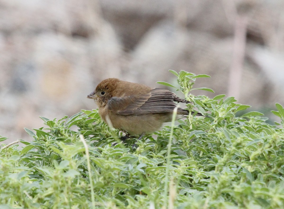 Varied Bunting - ML130024561