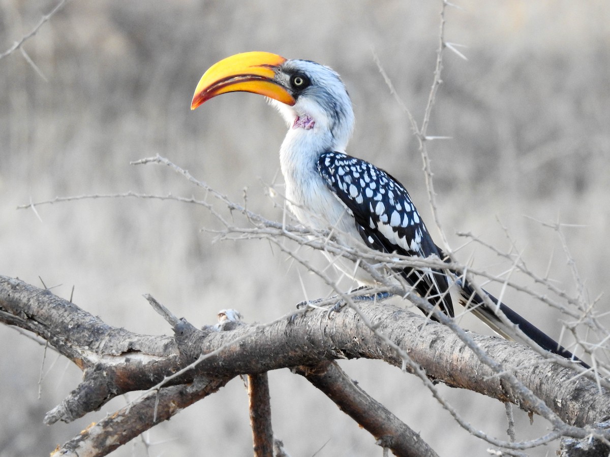 Eastern Yellow-billed Hornbill - ML130025121