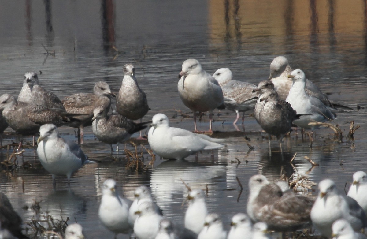 Iceland Gull (Thayer's) - ML130025291