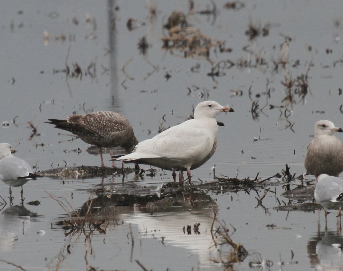 Glaucous Gull - Sandy Remley